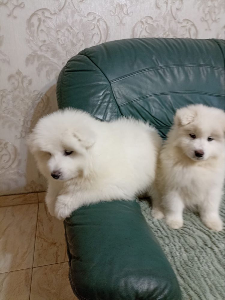 Samoyed szczeniak