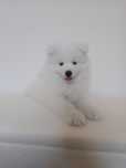 Samoyed samczyk Już do odbioru ZKwP FCI