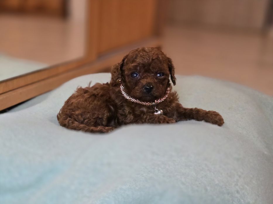 Pudel toy red brown dziewczynka krótka kufa