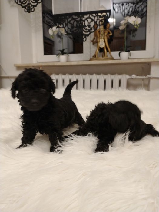 Pudel toy suczka mama czekoladowa tato Red