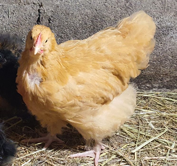 Orpington macho 3 meses de idade