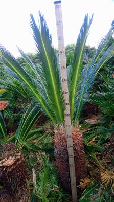 Cycas revolutia