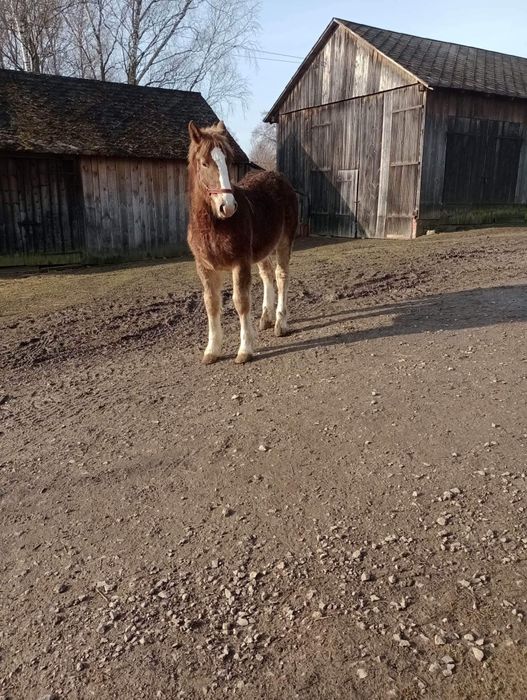 Dwa źrebaki zimnokrwiste