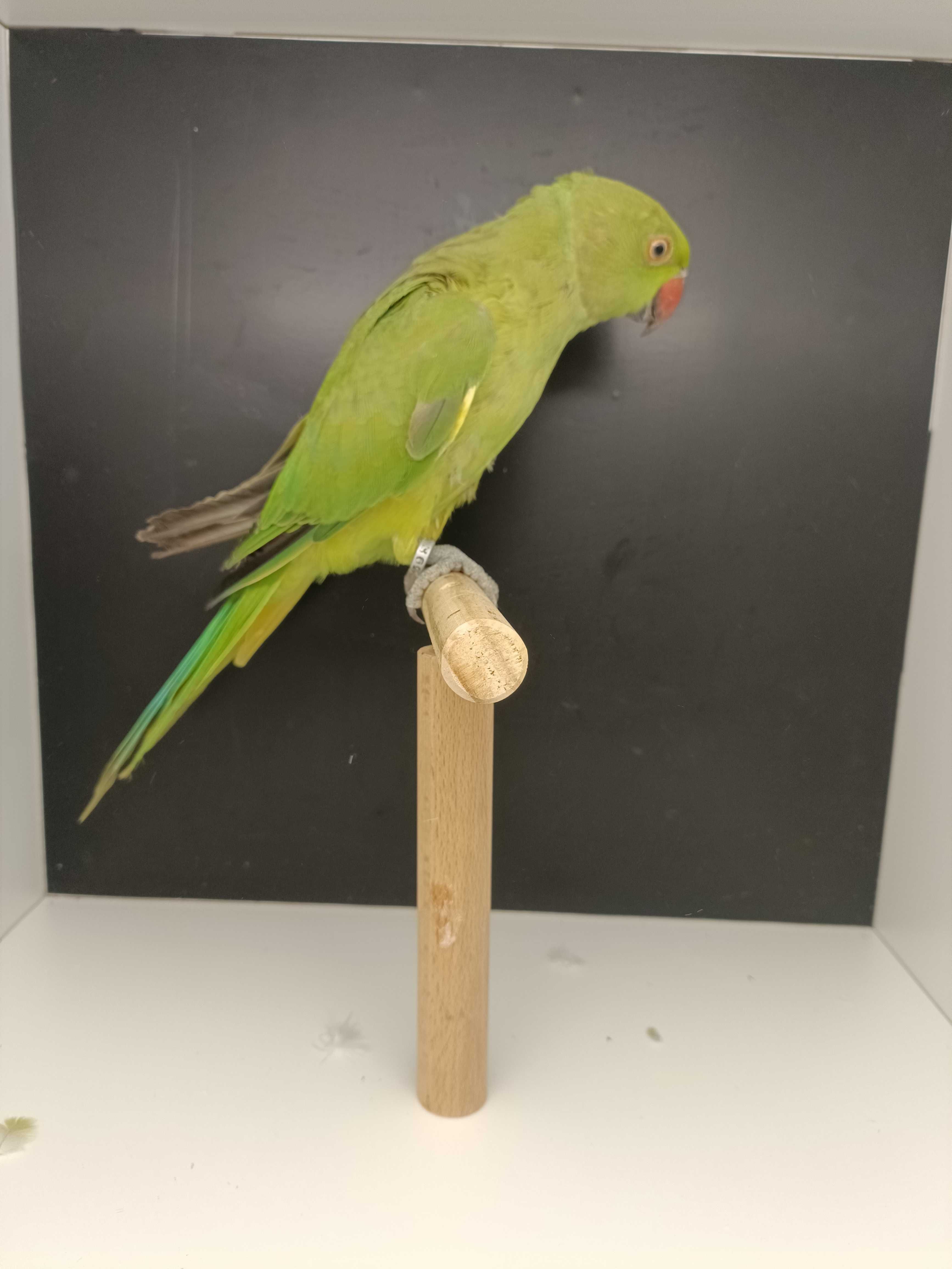 Ring neck verde edged macho