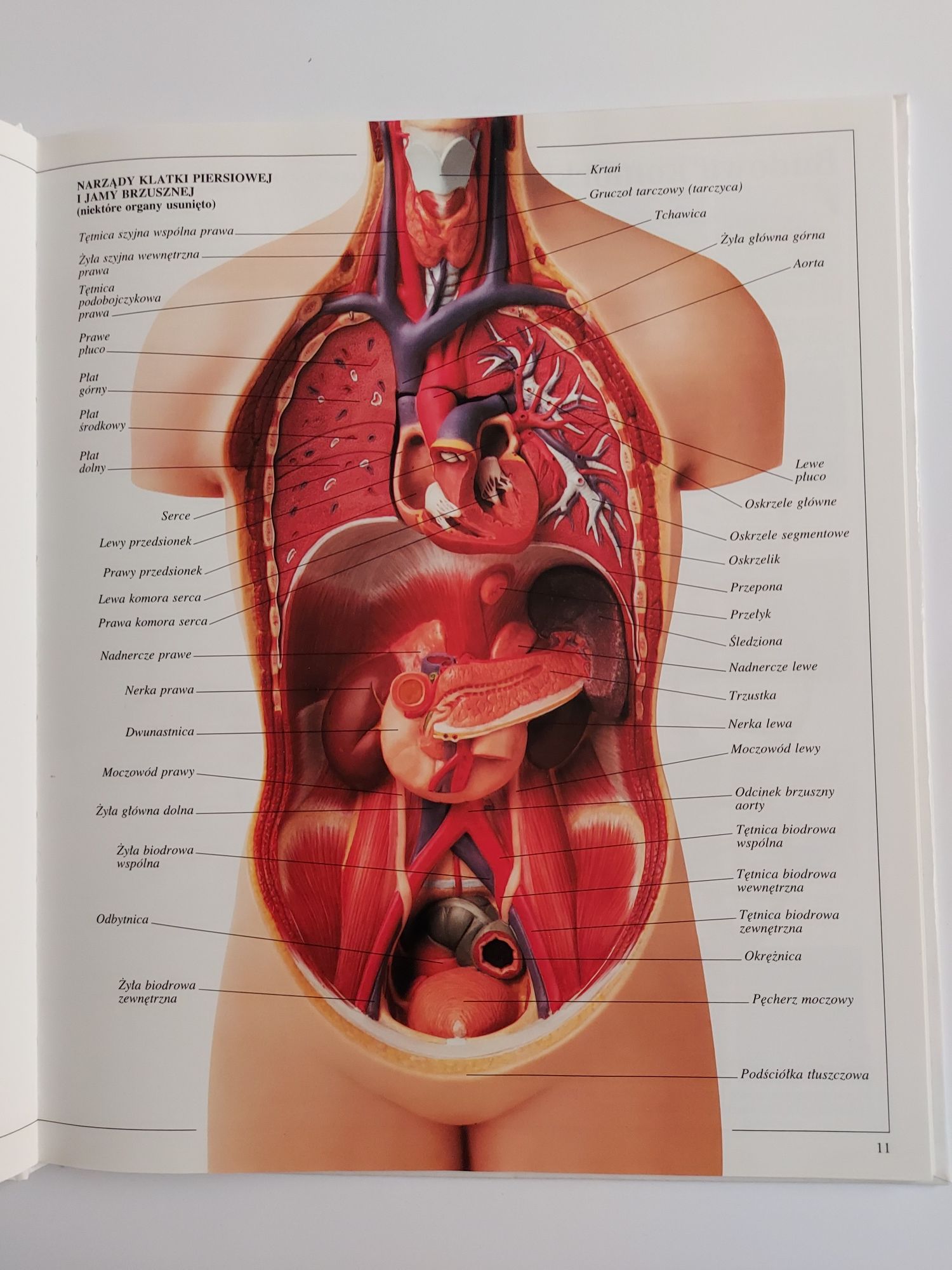 Ciało człowieka - Ilustrowane słowniki