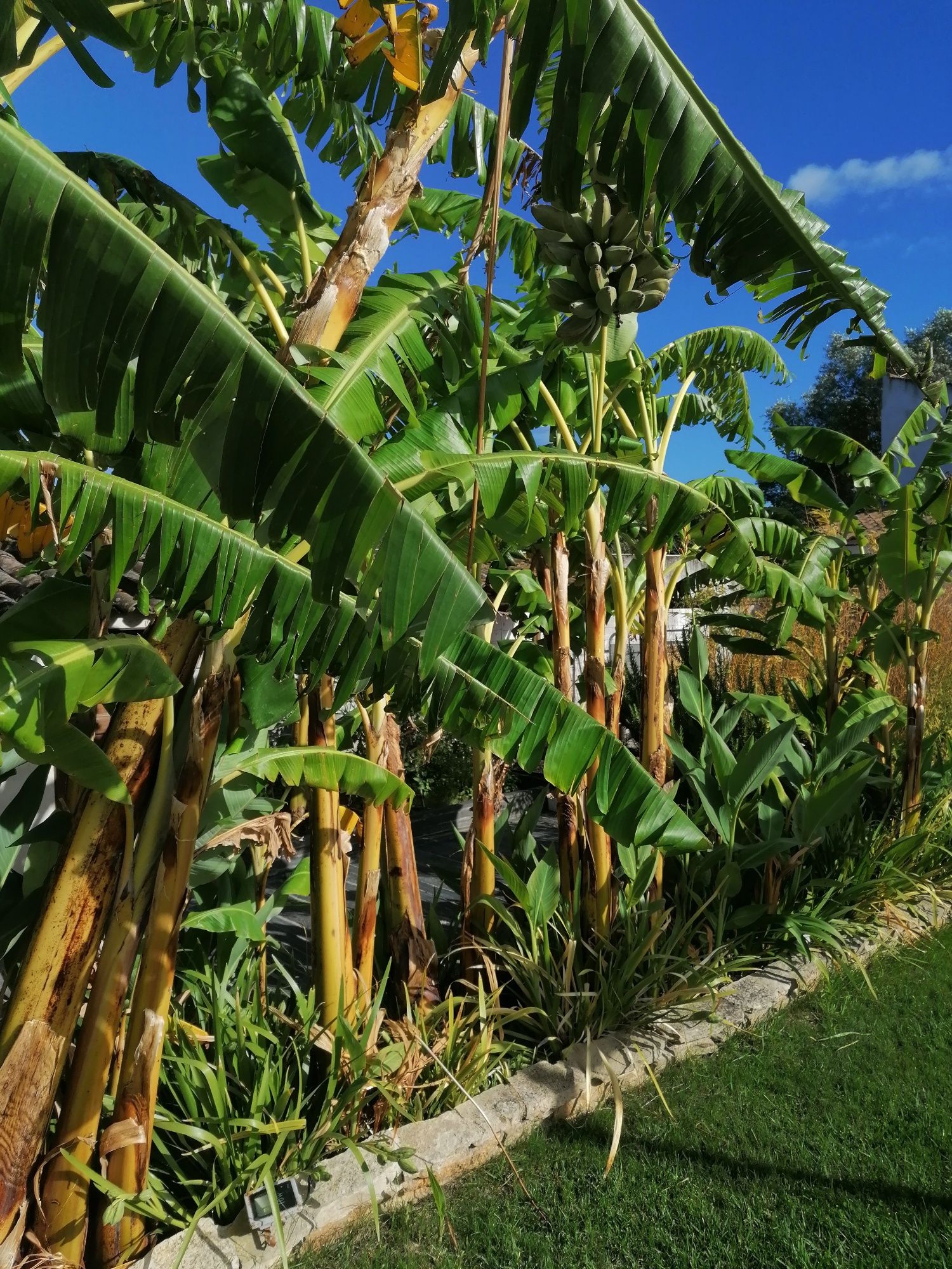 Bananeiras envasadas