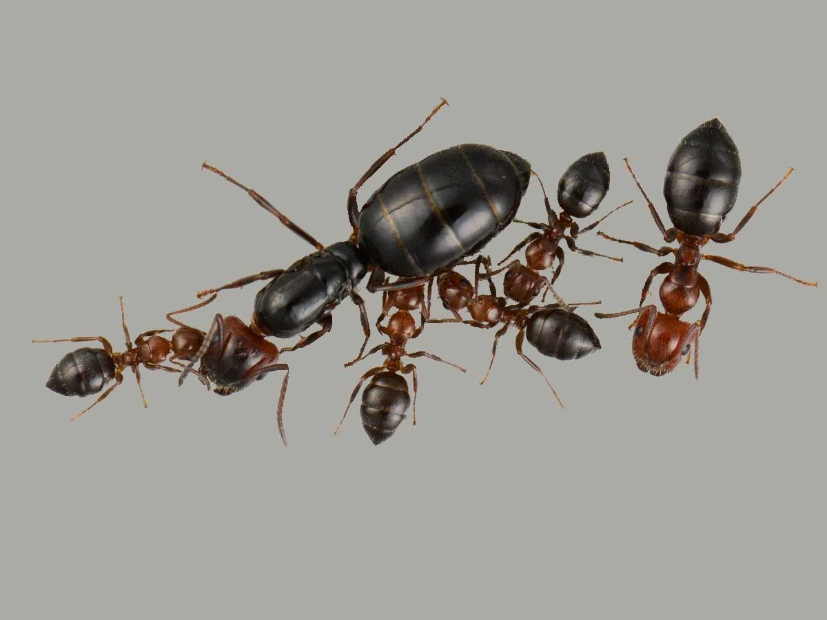 Муравьи Camponotus lateralis