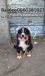 Бернські Зенненхунди[BERNER SENNENHUND]