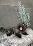 Yorkshire Terrier, pies