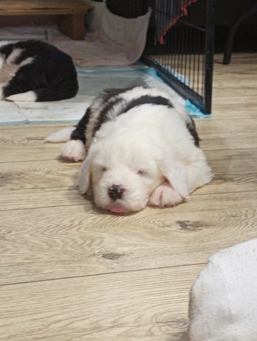 Owczarek staroangielski bobtail