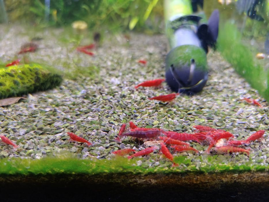 Mix 27 krewetek Neocaridina, 9 gatunków