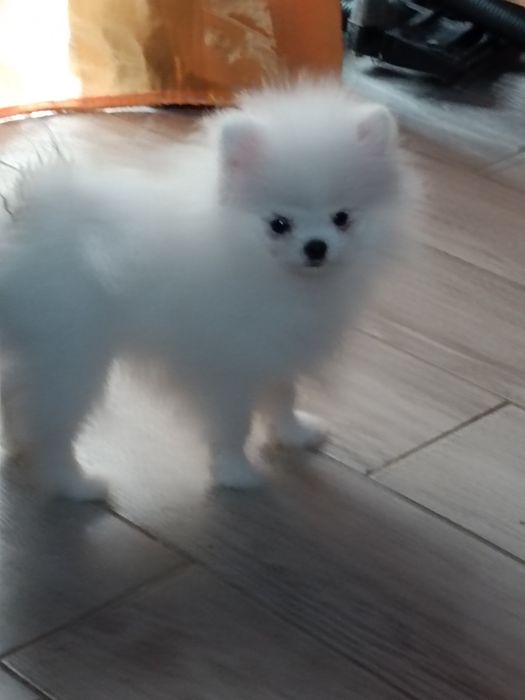 Pomeranian z paszportem, biały piesek