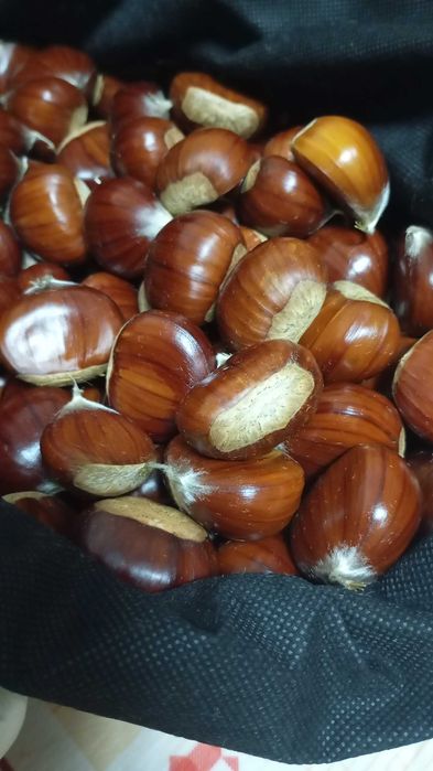 Vendo castanhas novas