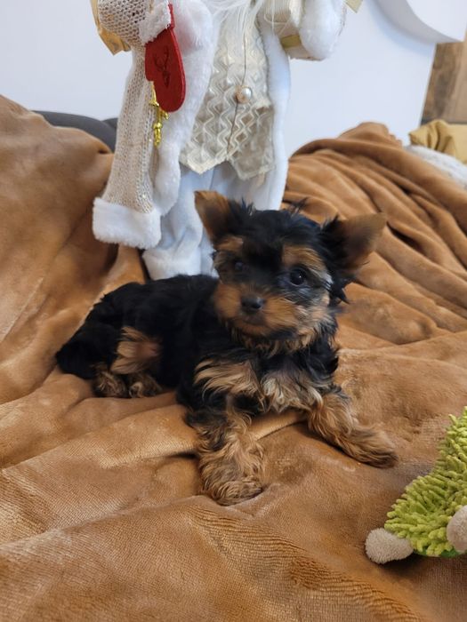 Yorkshire Terrier, piesek, chłopiec york