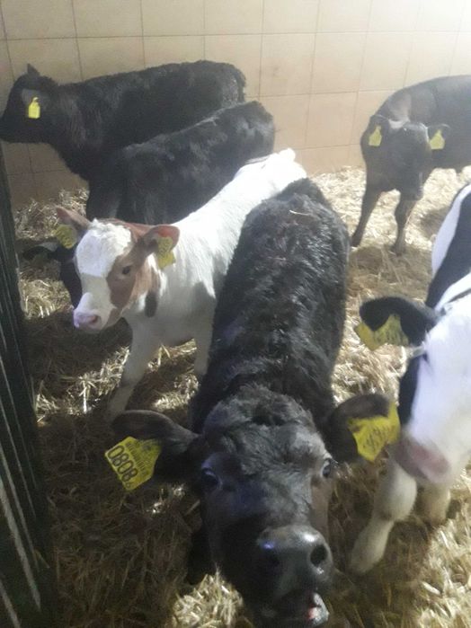 Cielaki Sulejów byczki jałówki krajowe