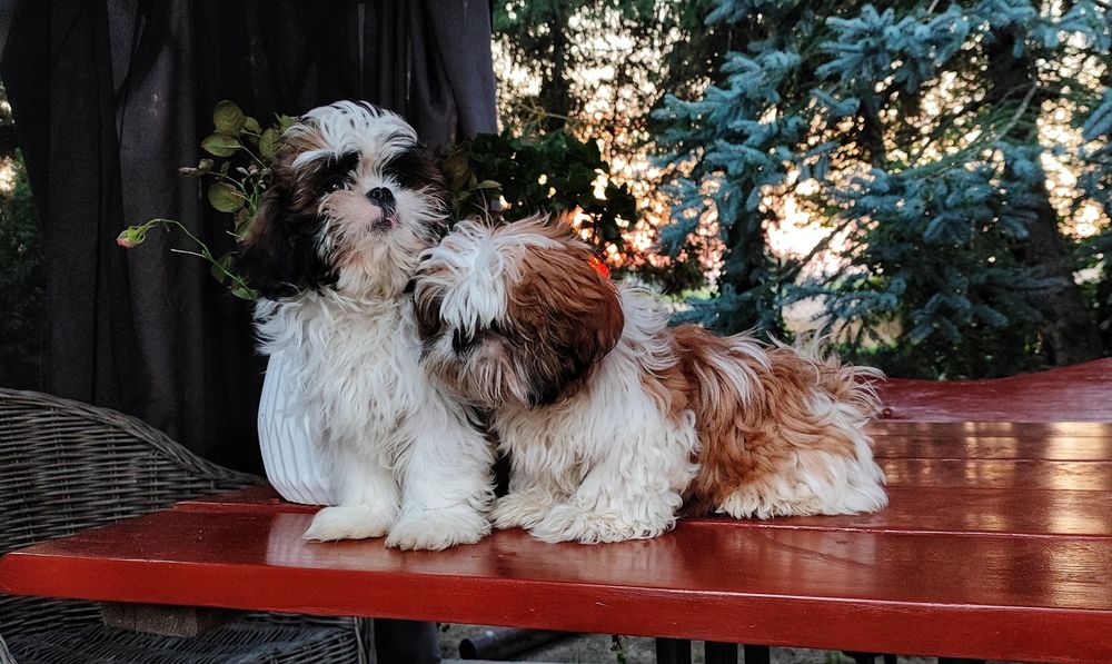 Śliczne Szczenięta Shih-Tzu  • GOTOWE DO ODBIORU •