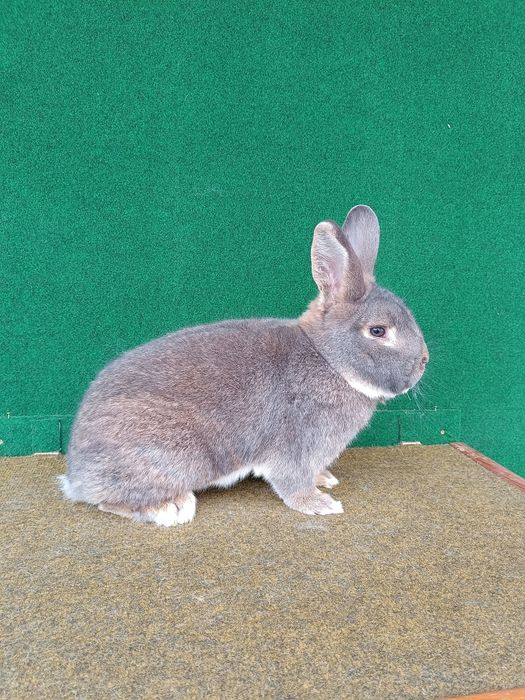 Króliki Wiedeńskie