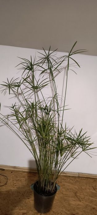 Kwiat papirus ok 130 cm