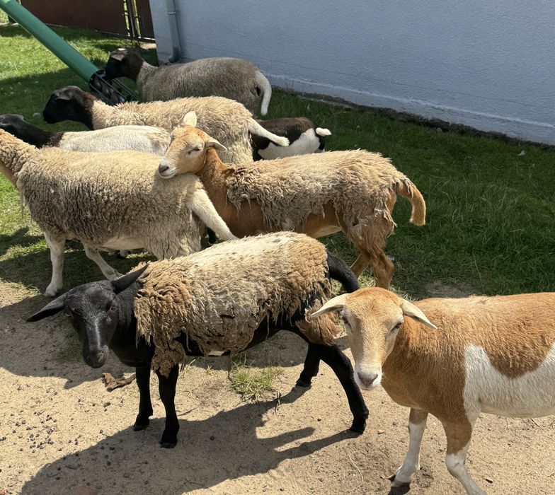 Owieczki 75% dorper
