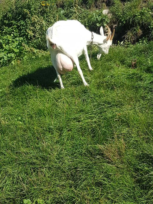 Kozy mleczne  z mlekiem lub gotowe do pokrycia