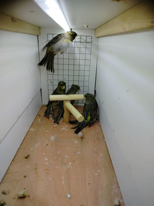 Samiczki kanarków 2025r.