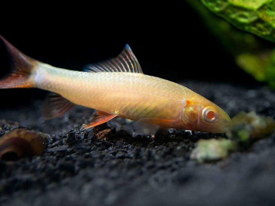 Labeo zielony - Grubowarg zielony - Labeo frenatus - ALBINOS - dowóz