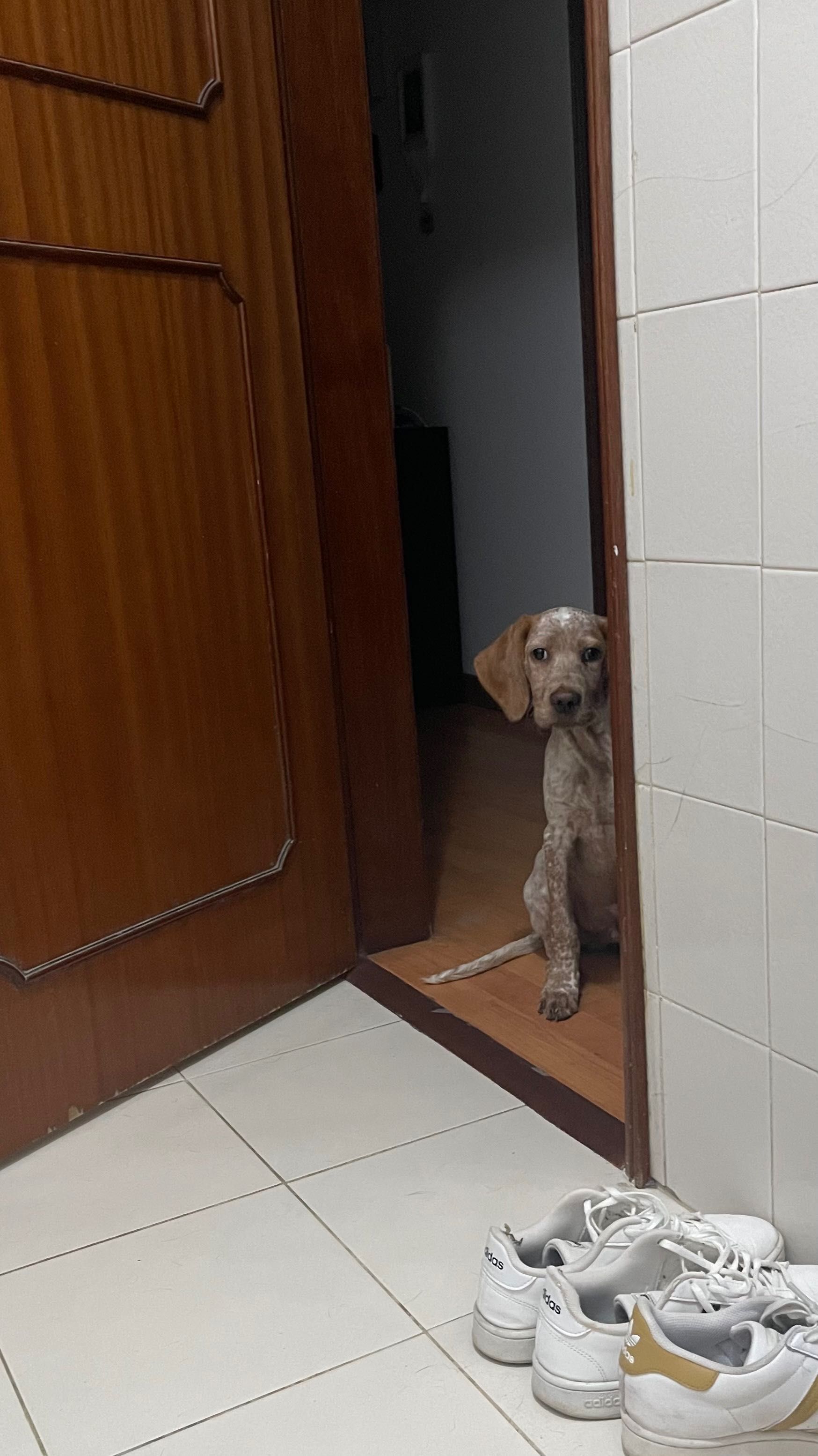 Pequeno Baco X Setter Inglês