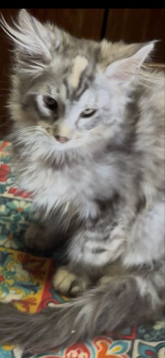 Menina maine coon disponivel para entrega imediata.