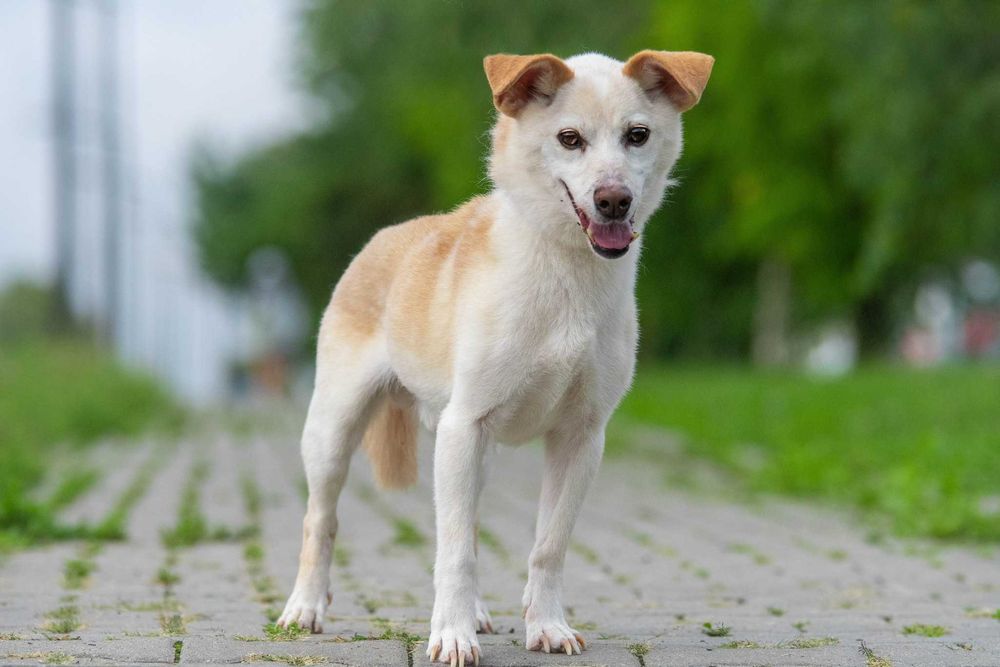 delikatny, spokojny, kremowy MIKI: tak mi brakuje domu ;(