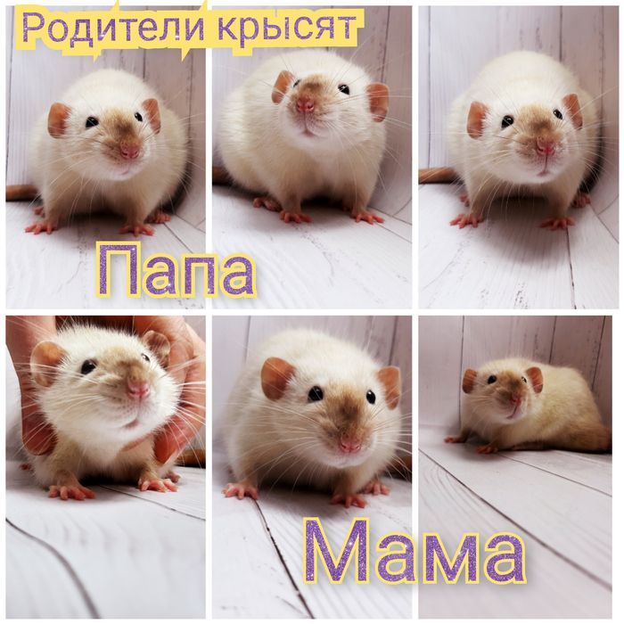 Крыски,крысы,крысята дамбо рекс с красными глазами  и клетки