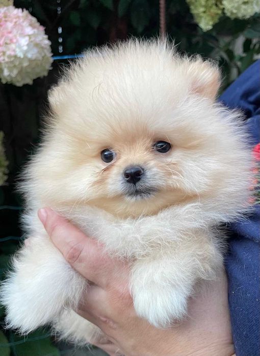 Померанский шпиц.щенки.