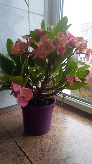 Молочай Миля крупноцветковый