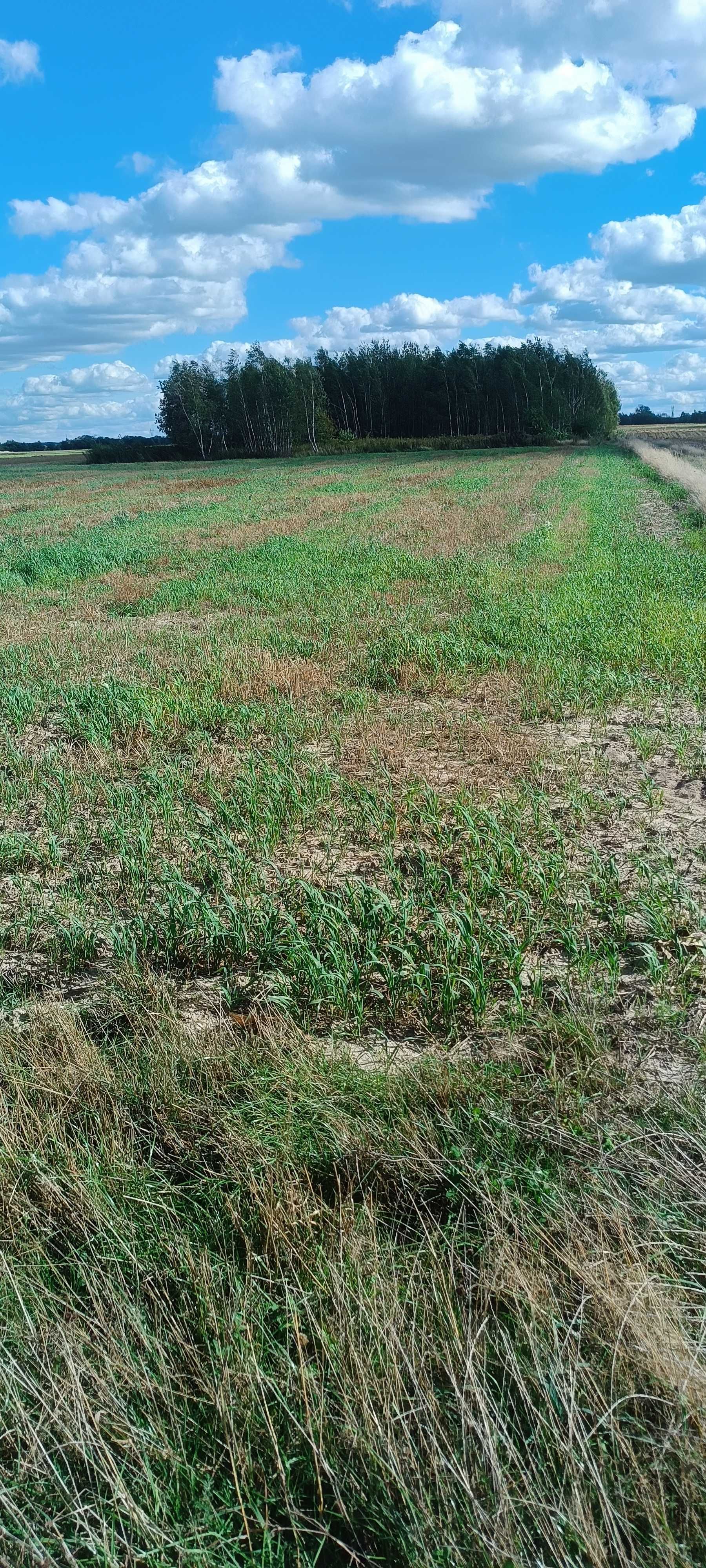 Działka w Woli Rasztowskiej 1030 m2