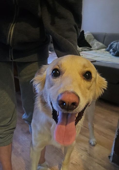 Roki w typie goldena poleca sie do adopcji