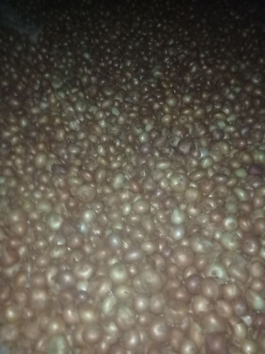 Продам лук цена 35-40 + торг