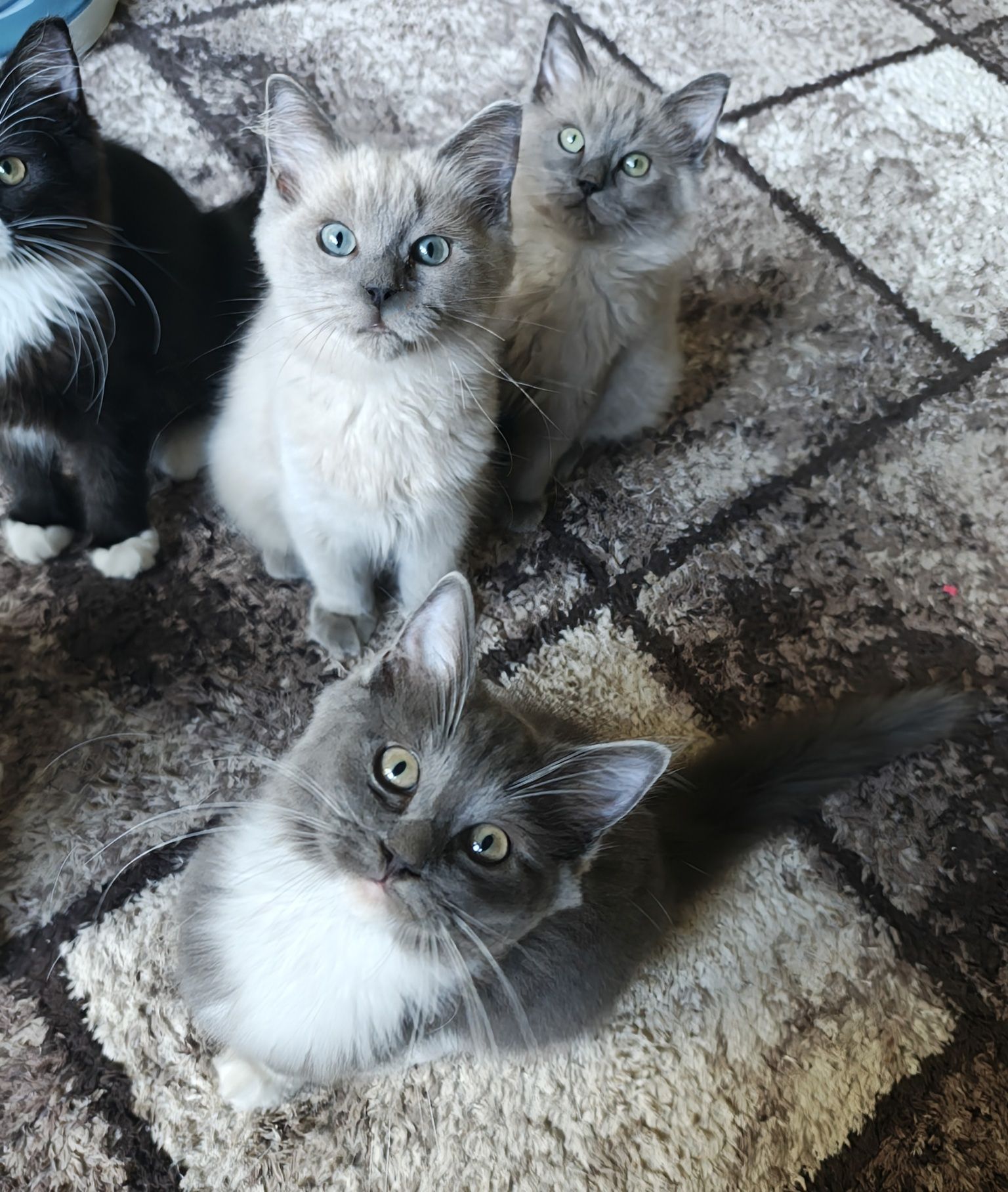 Kocurek blue mink ragdoll/cherubim gotowy do odbioru