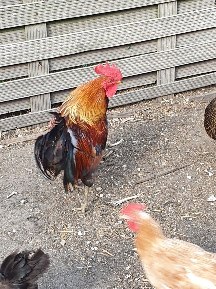 Sprzedam  koguty i kaczki francuskie