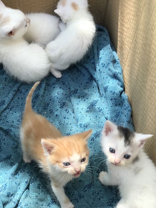 Віддам котенят у добрі руки