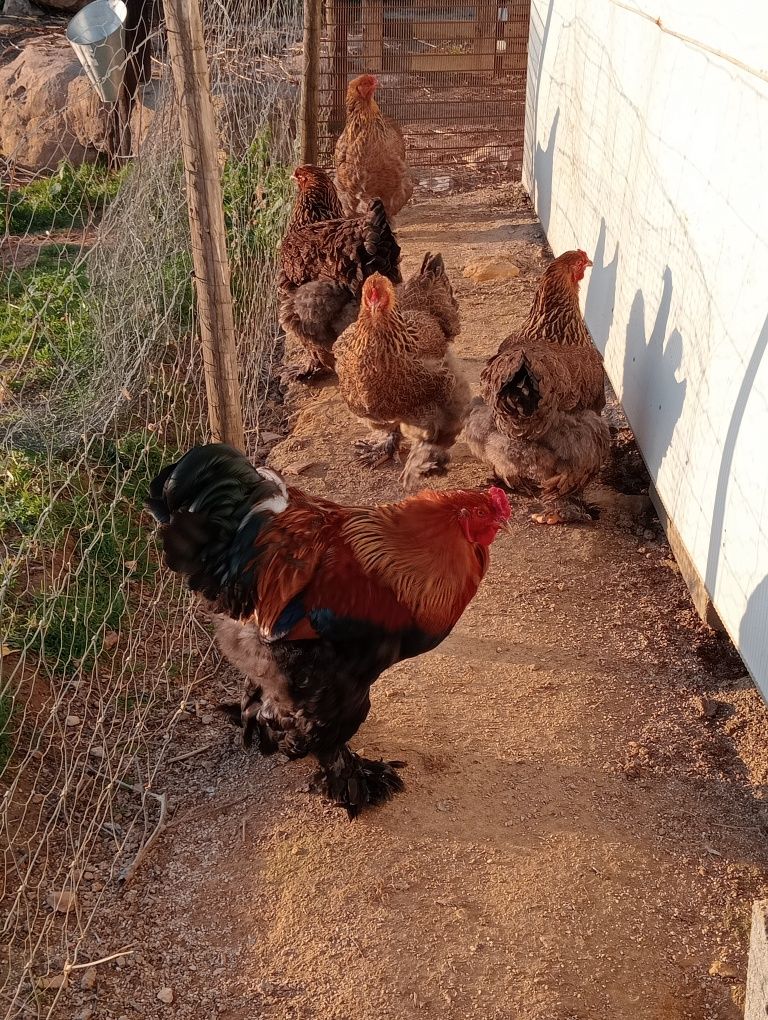 Ovos galados de brahma perdiz dourada