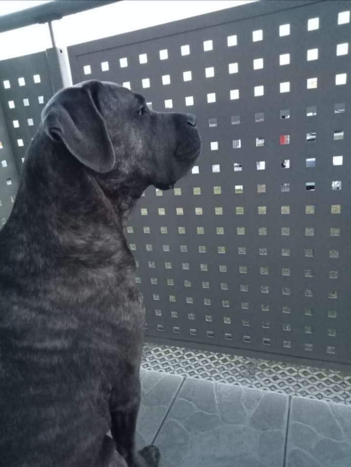 Oddam psa cane corso