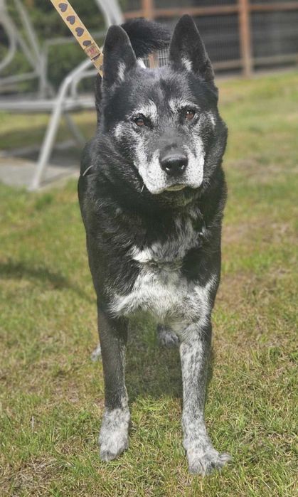 Bryś szuka domu schronisko Zgierz-aktualne