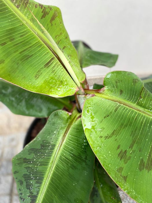 Bananeiras „Musa Dwarf Cavendish“ (4 disponíveis, com rebentos)