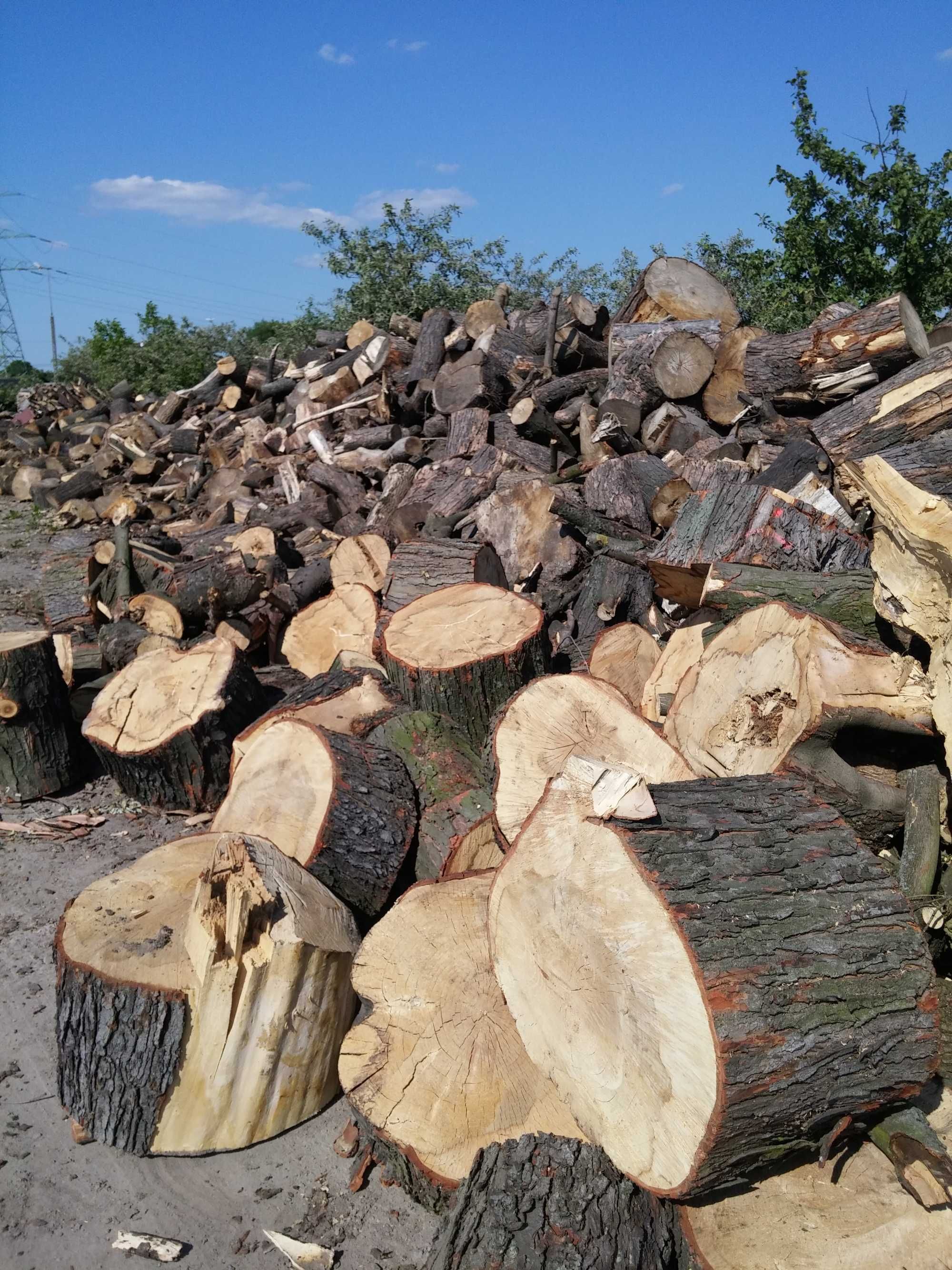 Drzewo Drewno liściaste opałowe 200zł Piaseczno Konstancin  Lesznowola