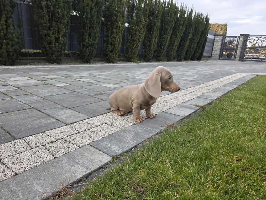 Jamnik Isabela piesek