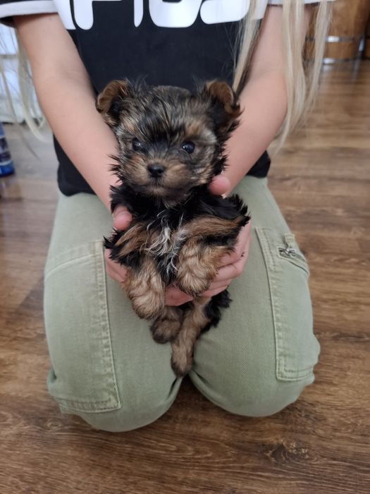 Szczeniaczki York miniaturki Yorkshire Terrier malutkie z rodowodem