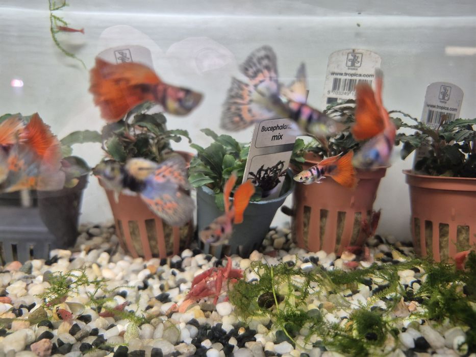 Gupik King  cobra Taiger  Krakow (Swoszowice)