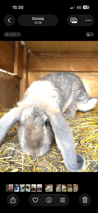 Królik rasy baran francuzki