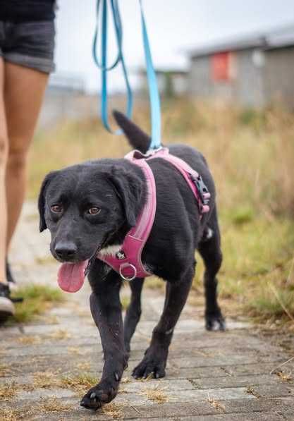 Łagodny w typie labradora Łapka szuka domku
