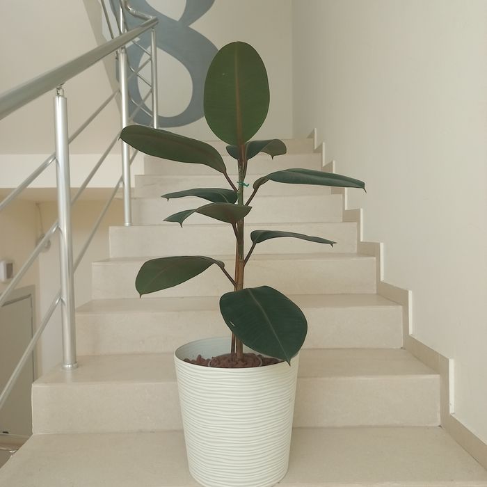 Фікус каучуковий. Продам 07- 1,0 метри.
