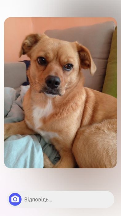 Віддам в добрі руки